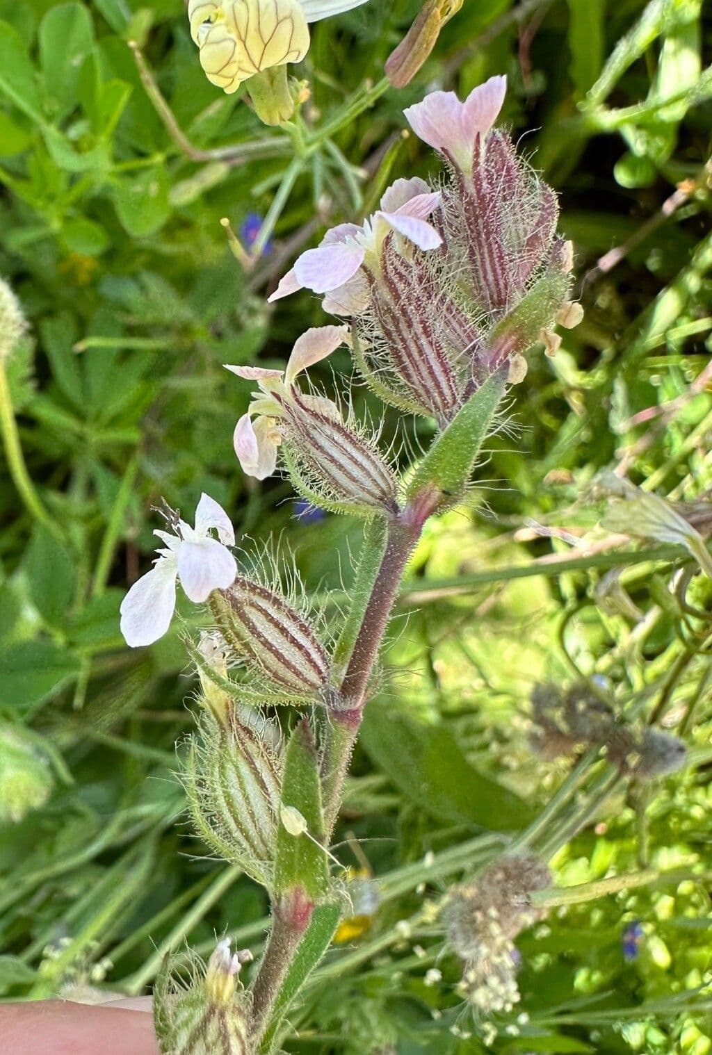 Silene gallica