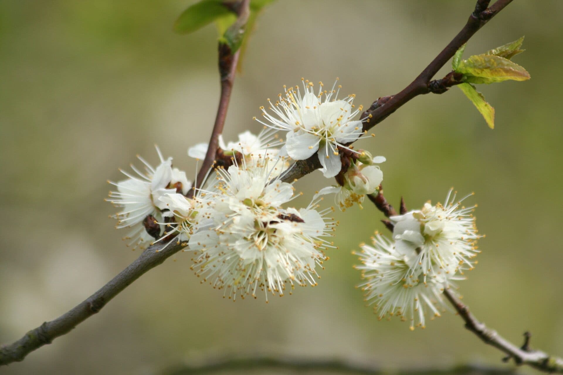 Prunus brigantina