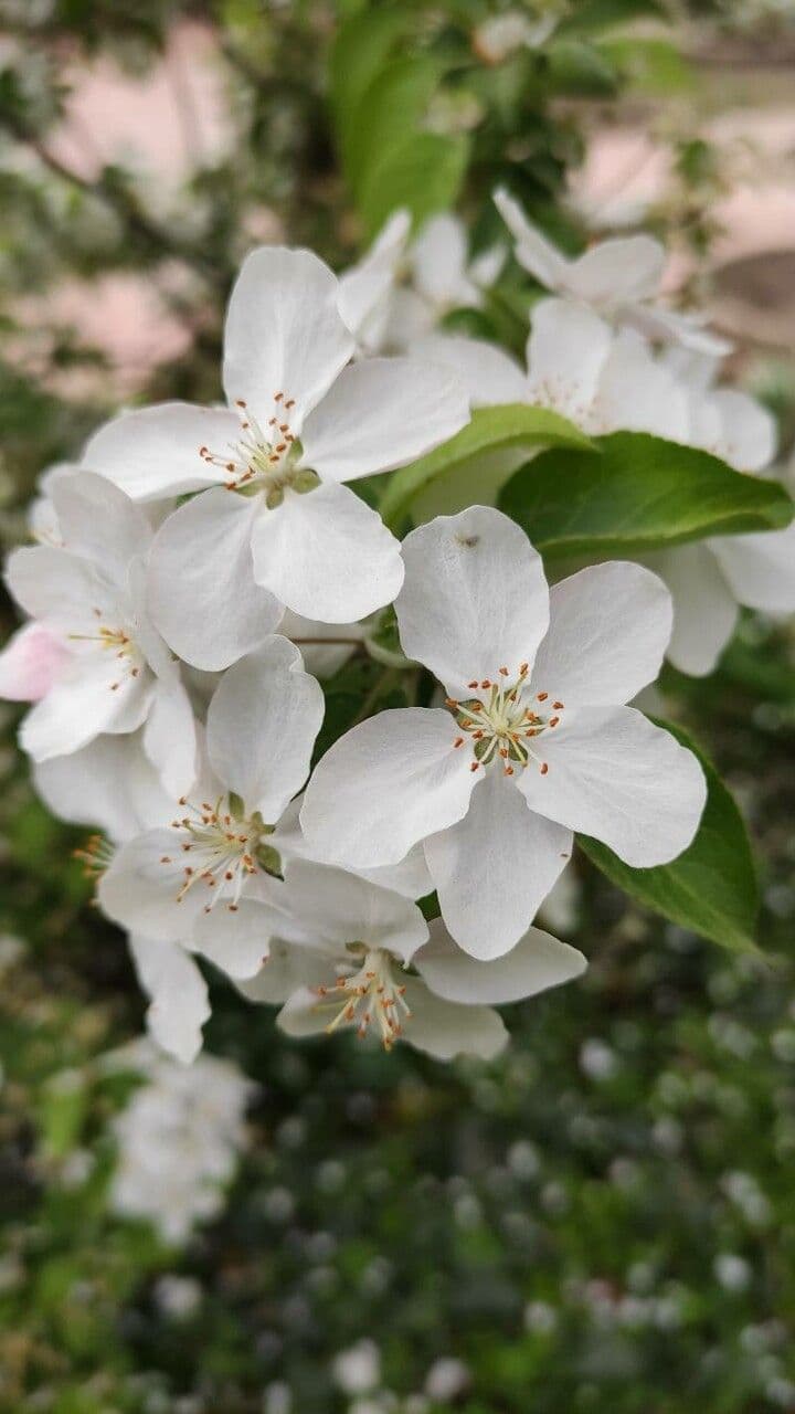 Malus baccata