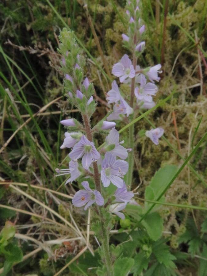 Veronica officinalis