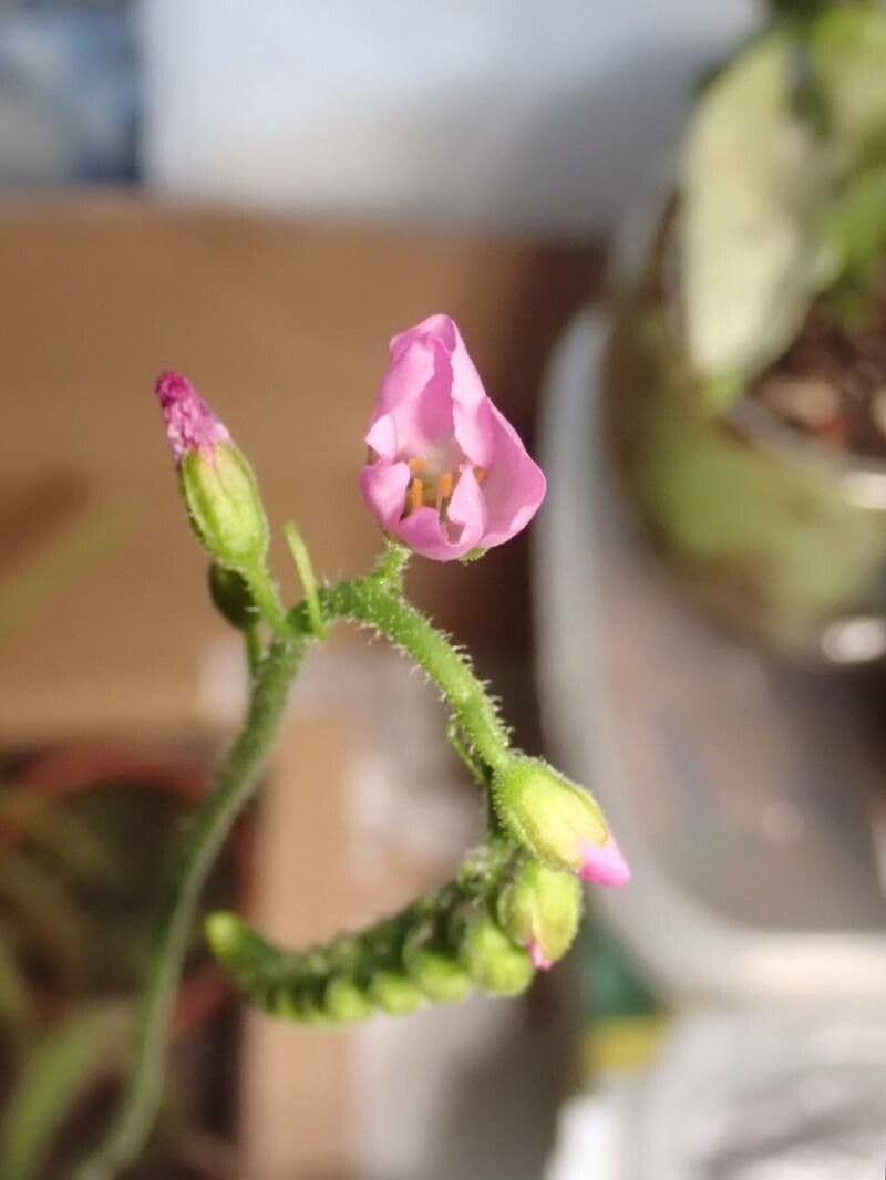 Drosera capensis