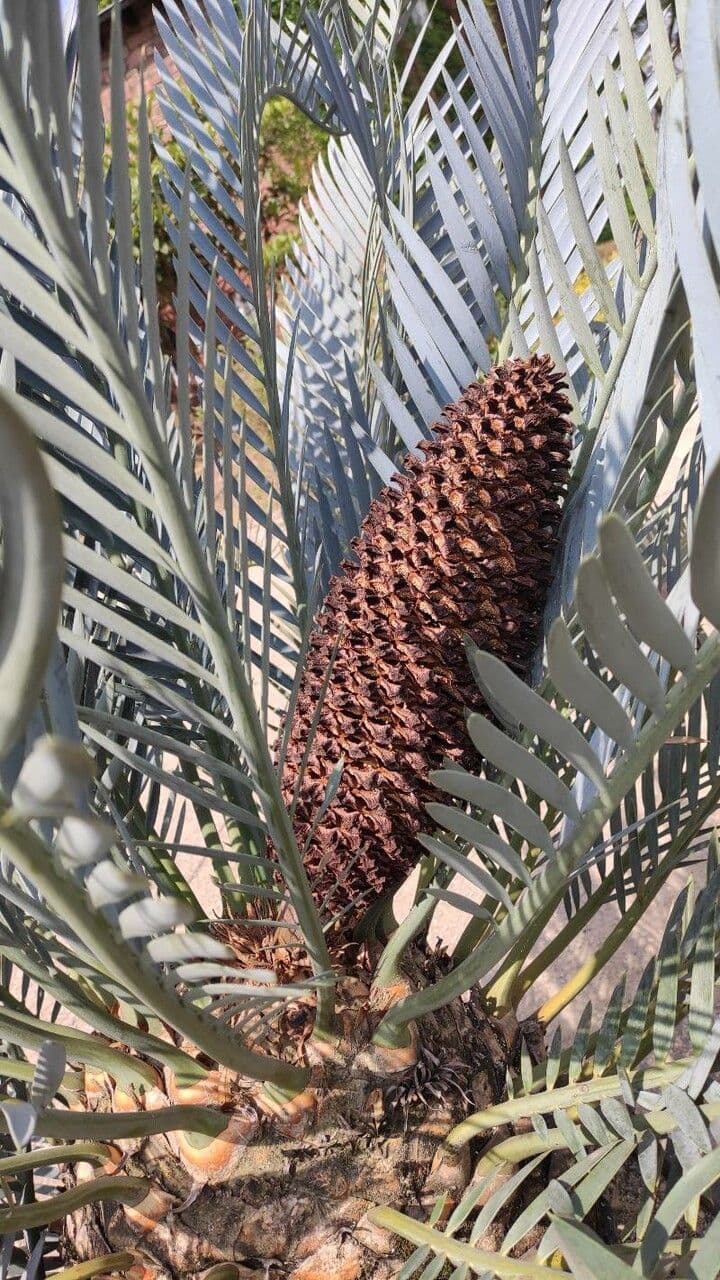 Encephalartos lehmannii