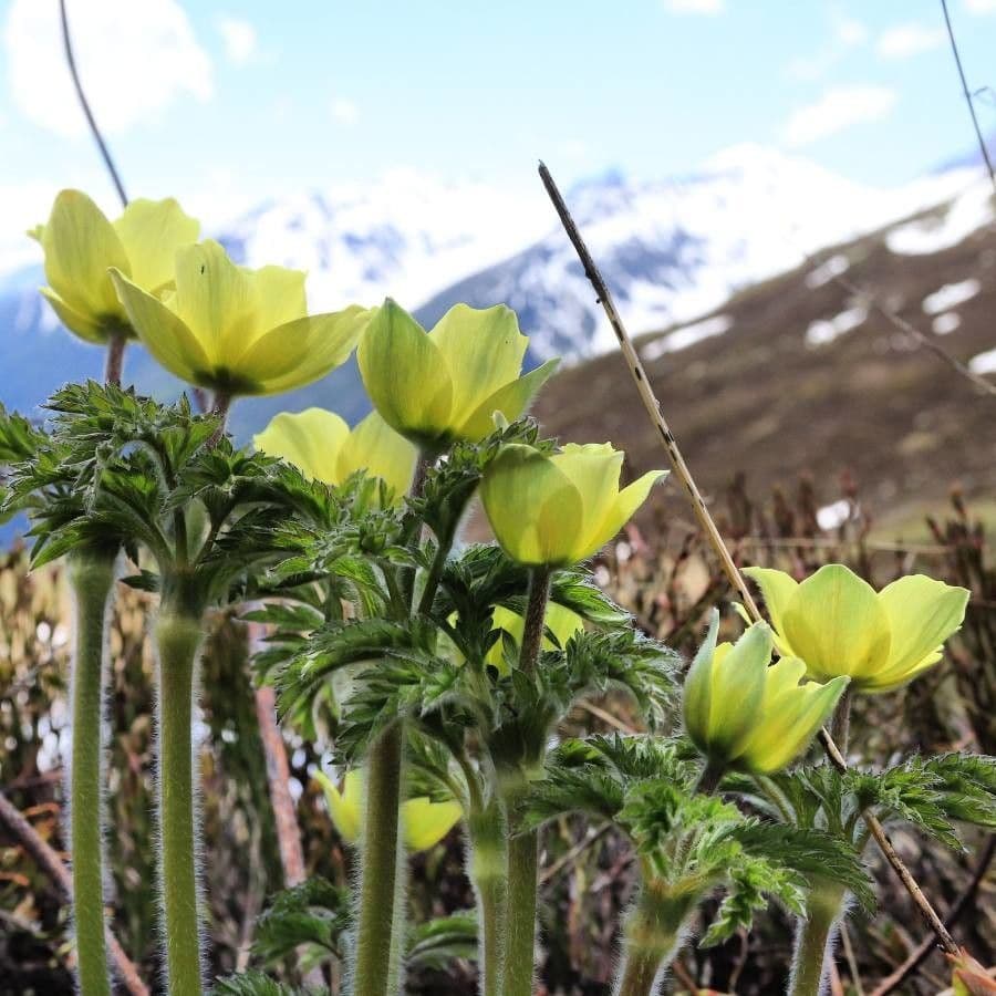 Pulsatilla alpina