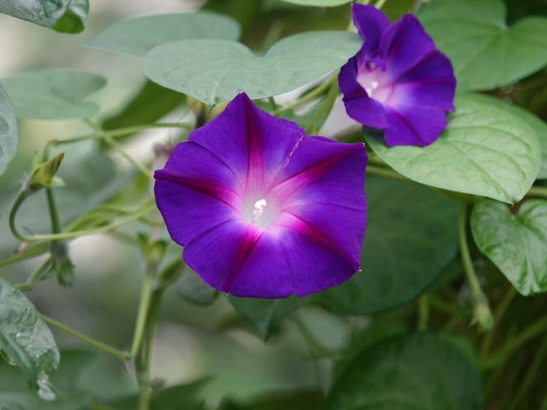 Ipomoea purpurea