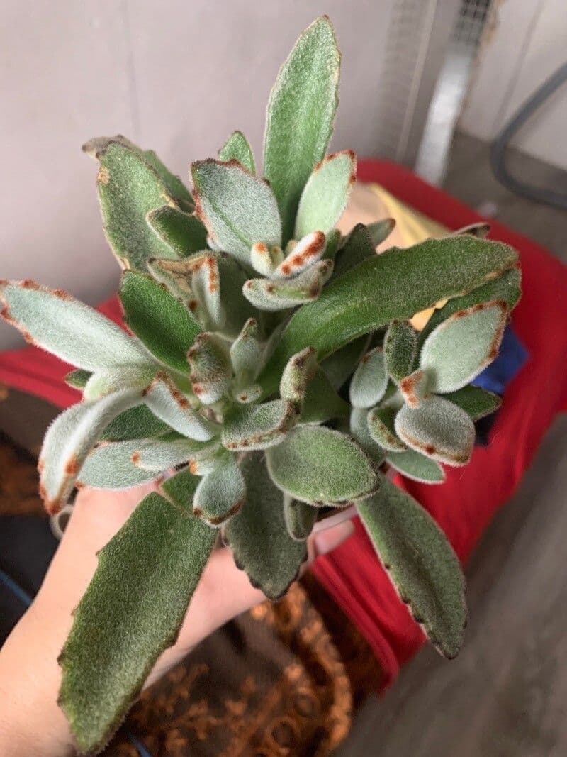 Kalanchoe tomentosa