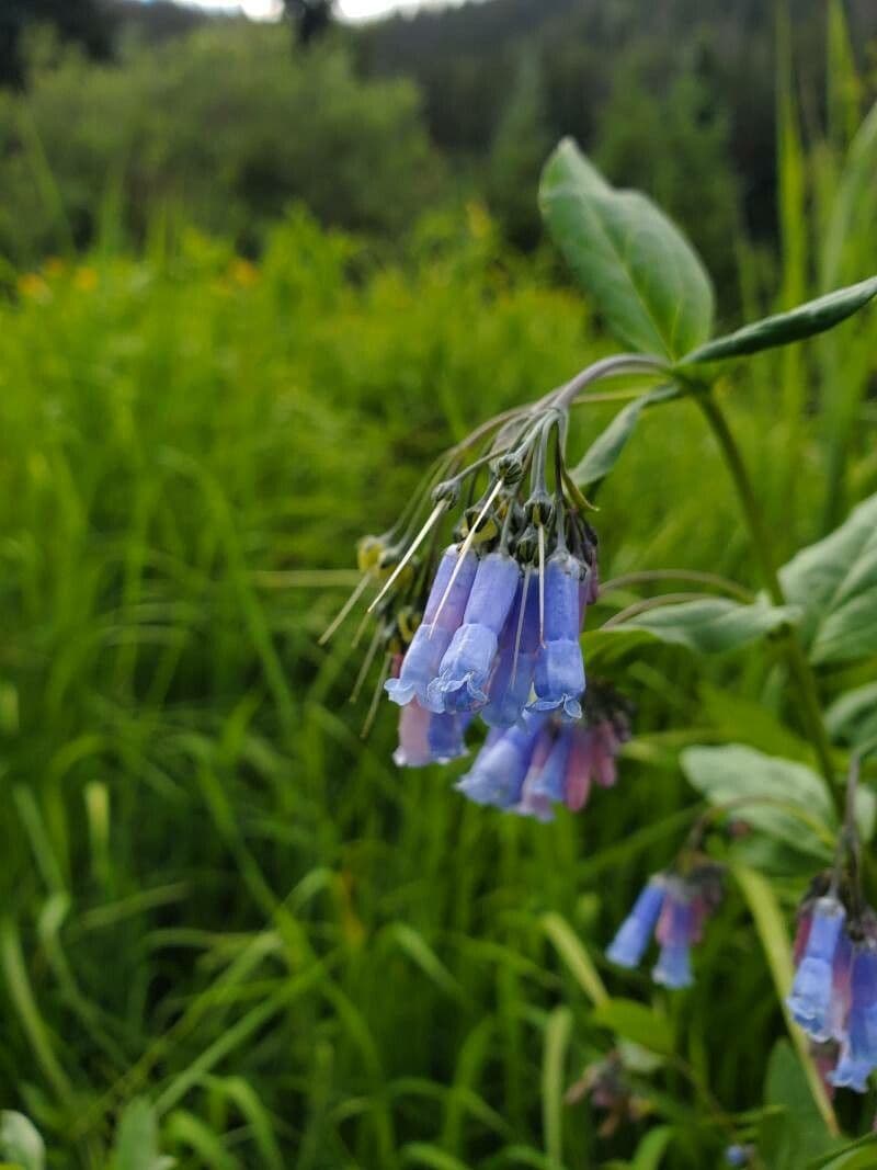 Mertensia ciliata
