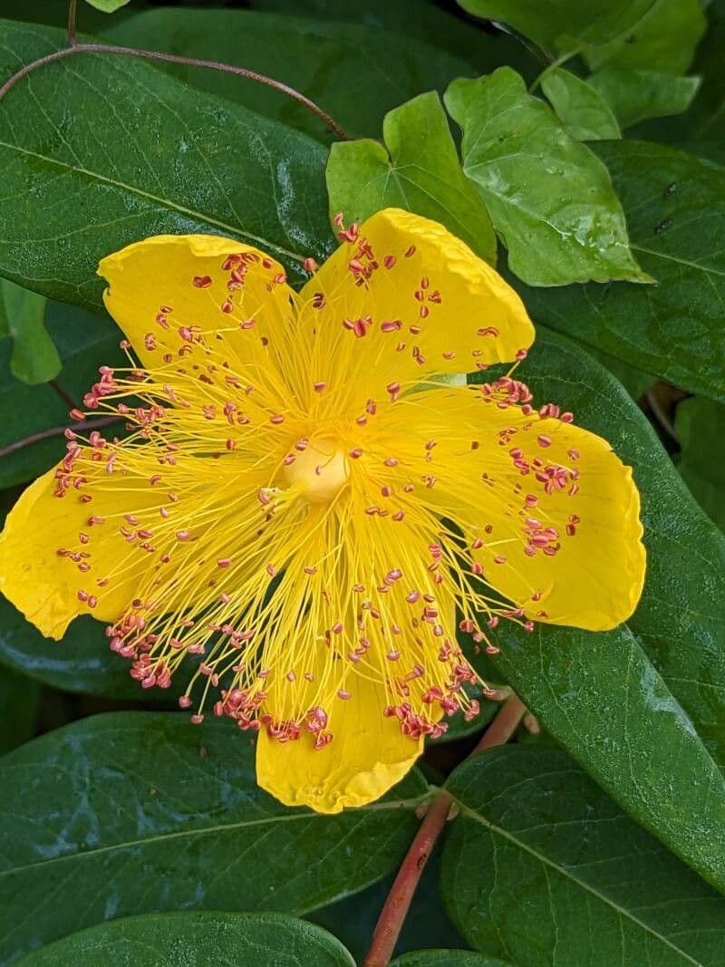 Hypericum calycinum