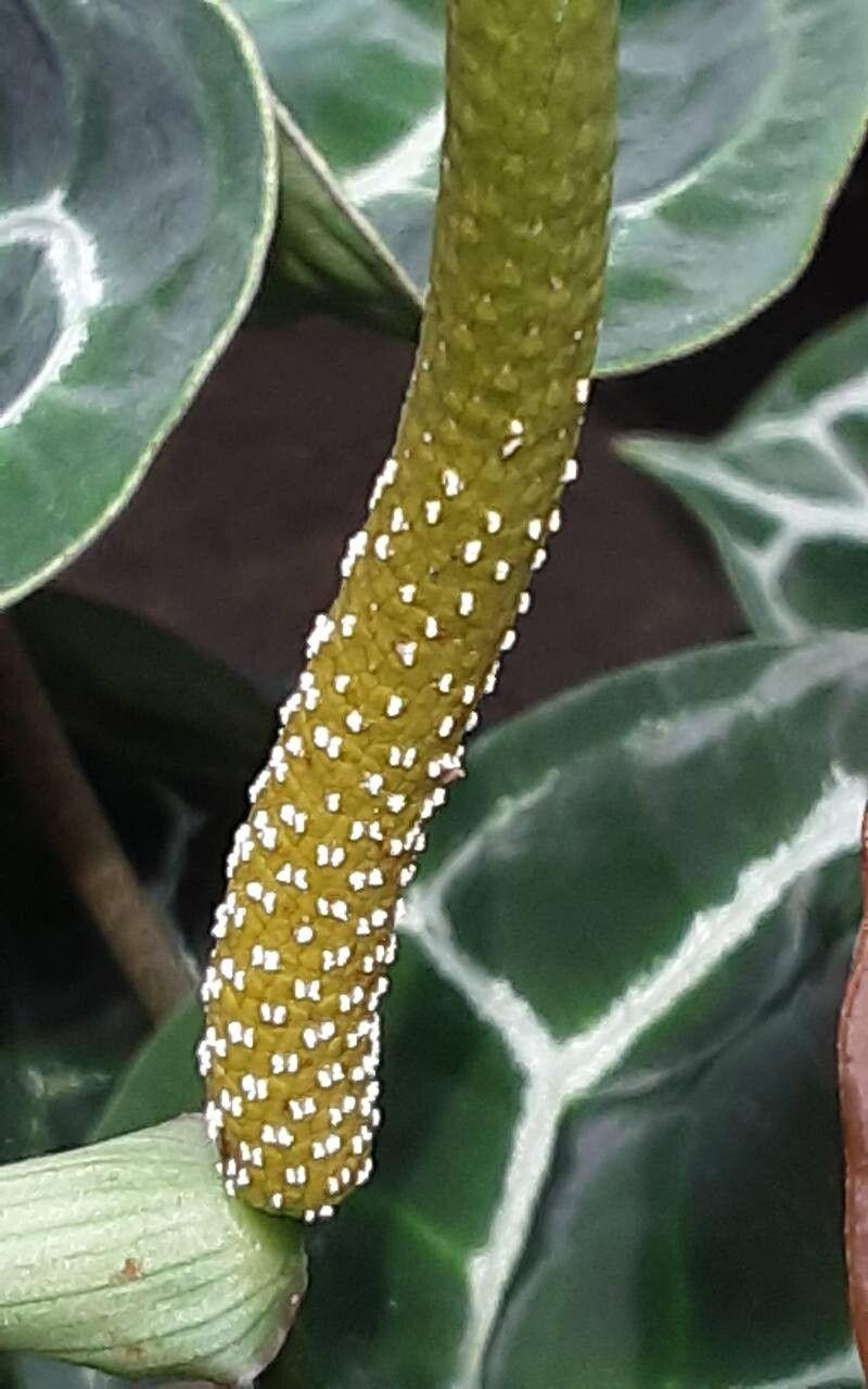 Anthurium crystallinum