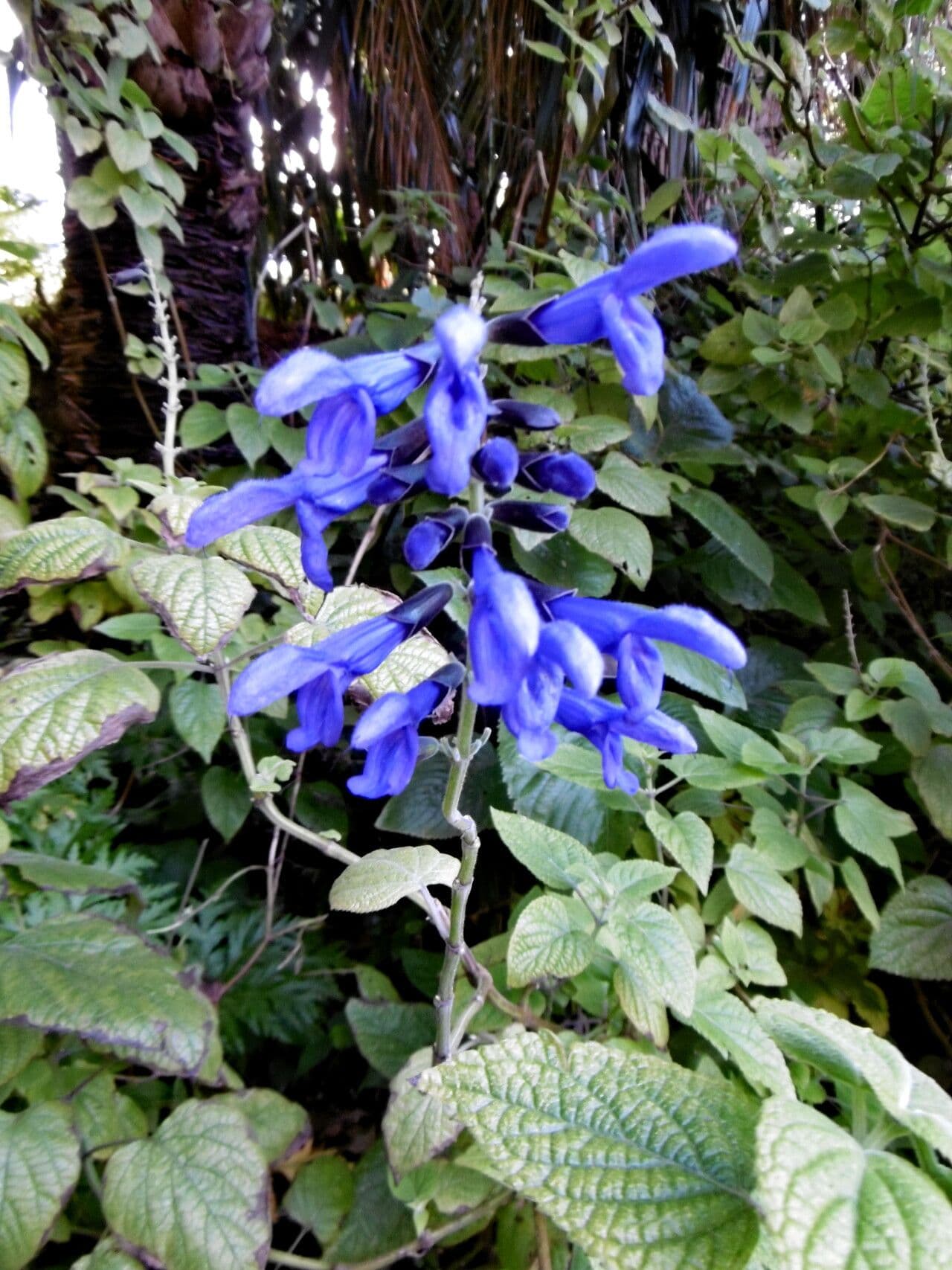 Salvia guaranitica