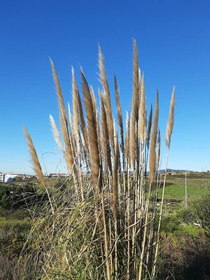 Cortaderia selloana