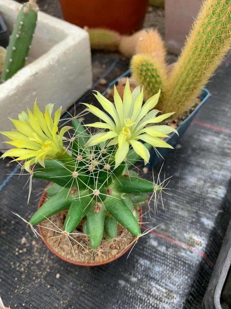 Mammillaria longimamma