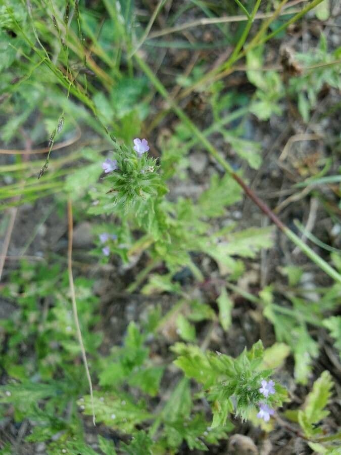 Verbena pumila