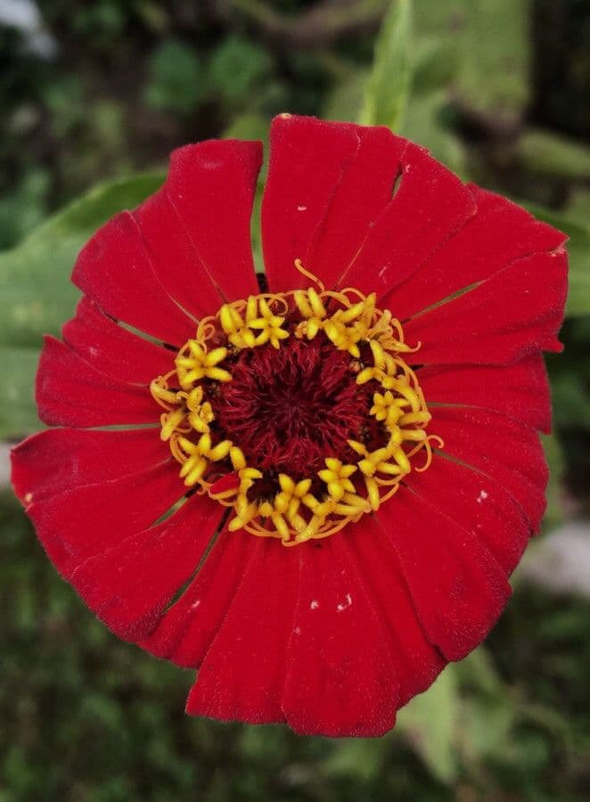 Zinnia elegans