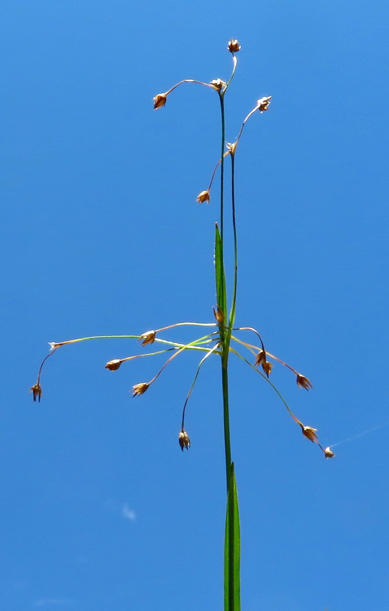 Luzula pilosa