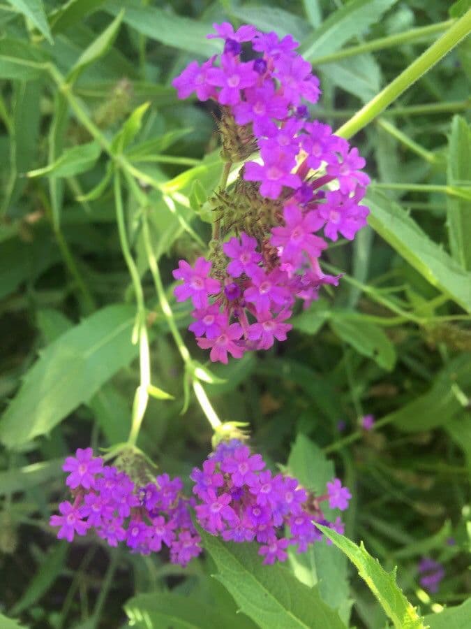 Verbena rigida