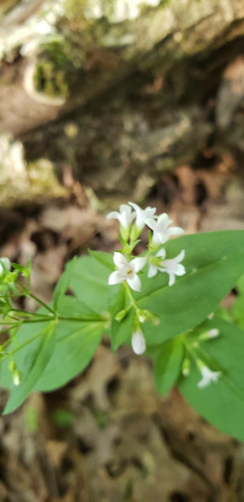 Houstonia purpurea