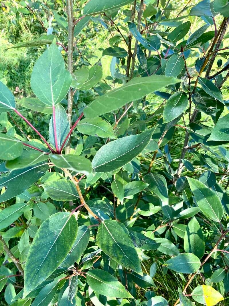Populus balsamifera
