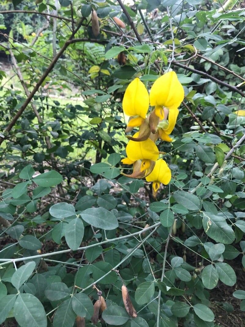 Crotalaria laburnifolia