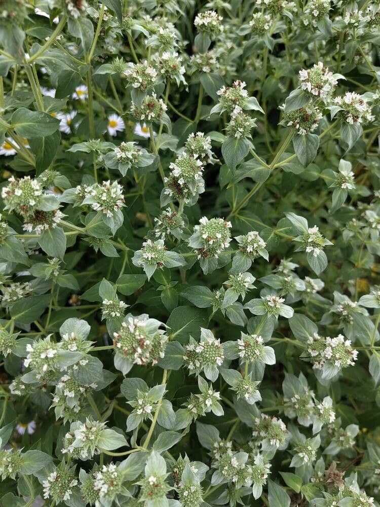 Pycnanthemum muticum