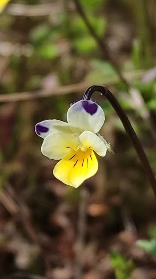 Viola kitaibeliana