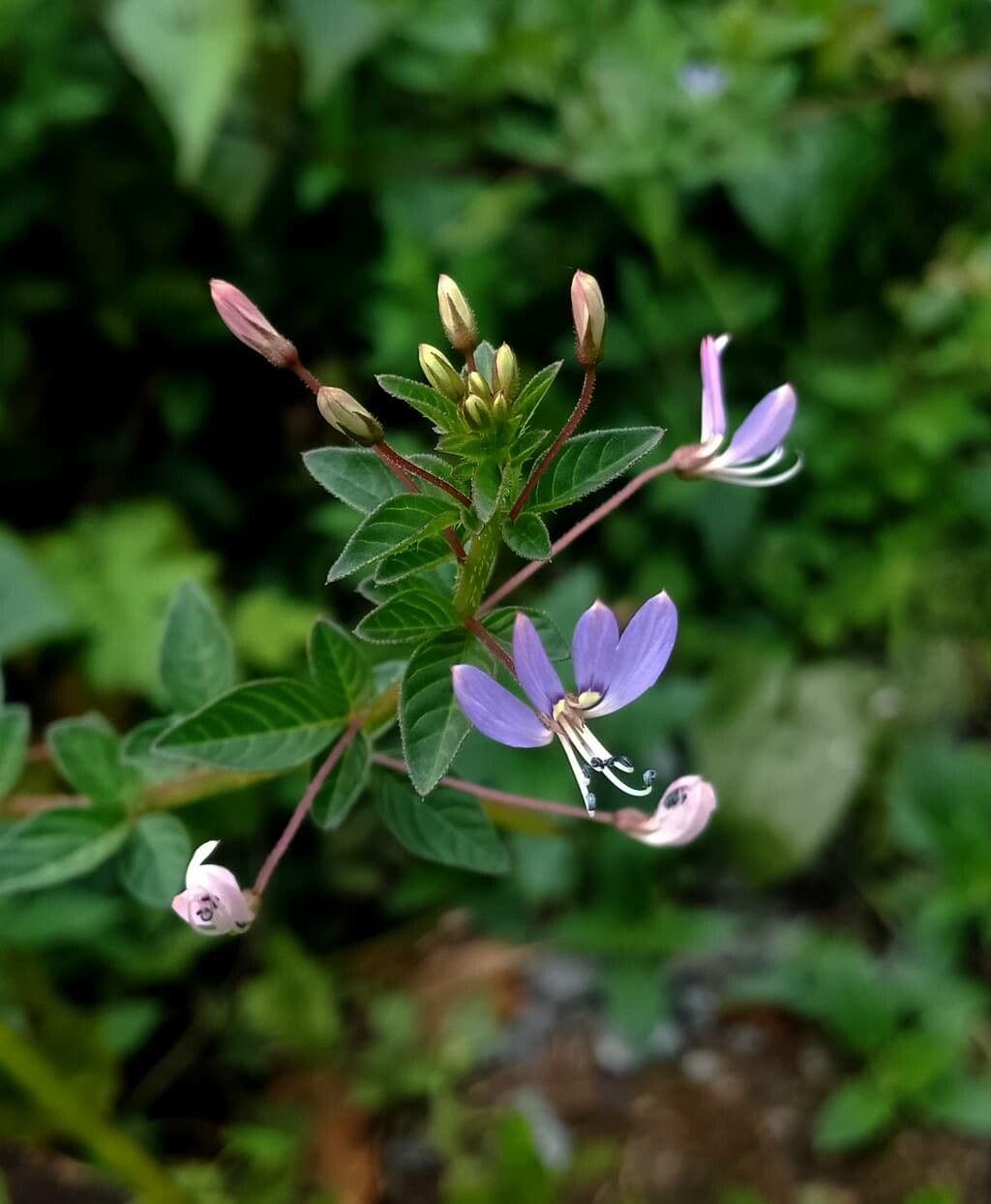 Cleome rutidosperma