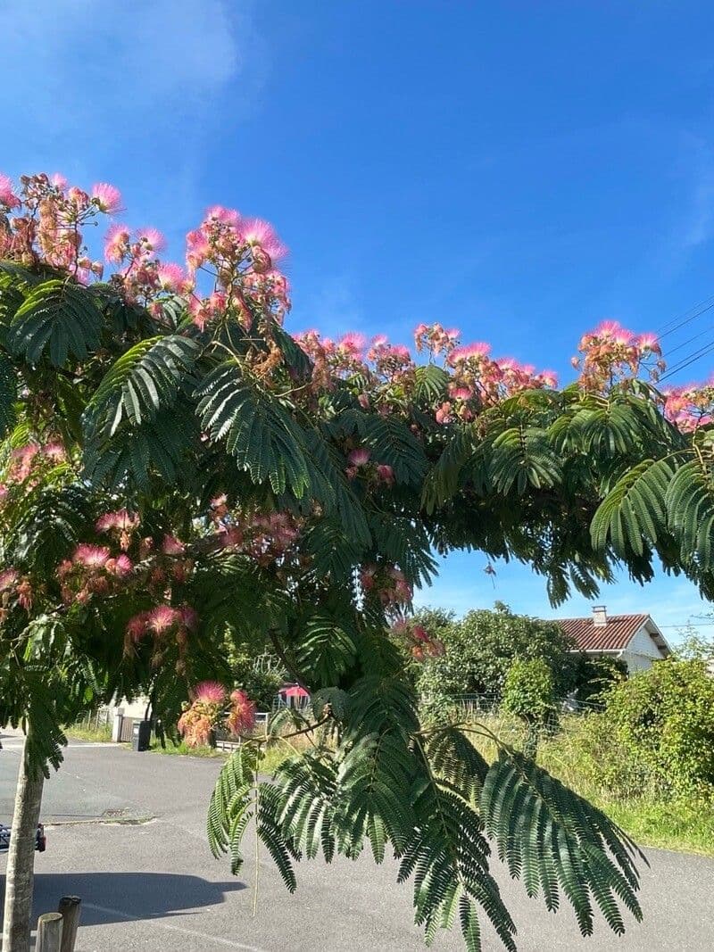 Albizia julibrissin