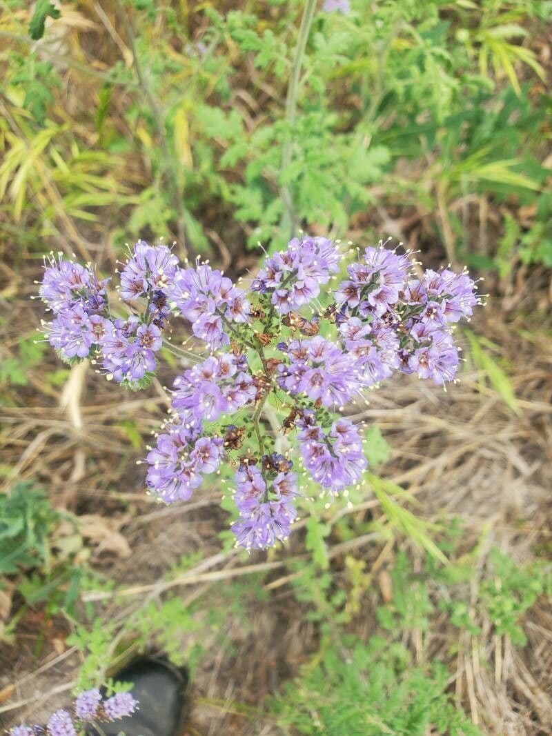 Phacelia congesta