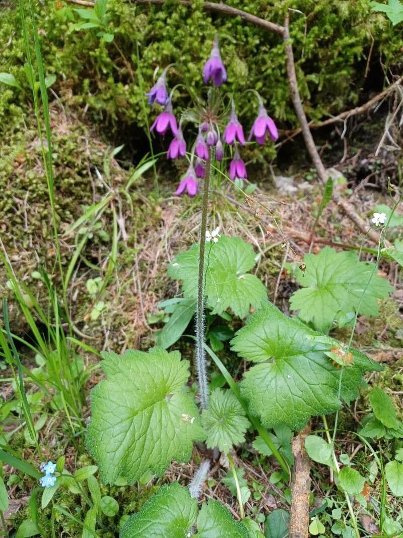 Primula matthioli