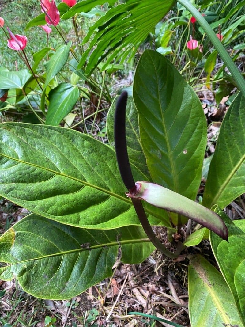 Anthurium jenmanii