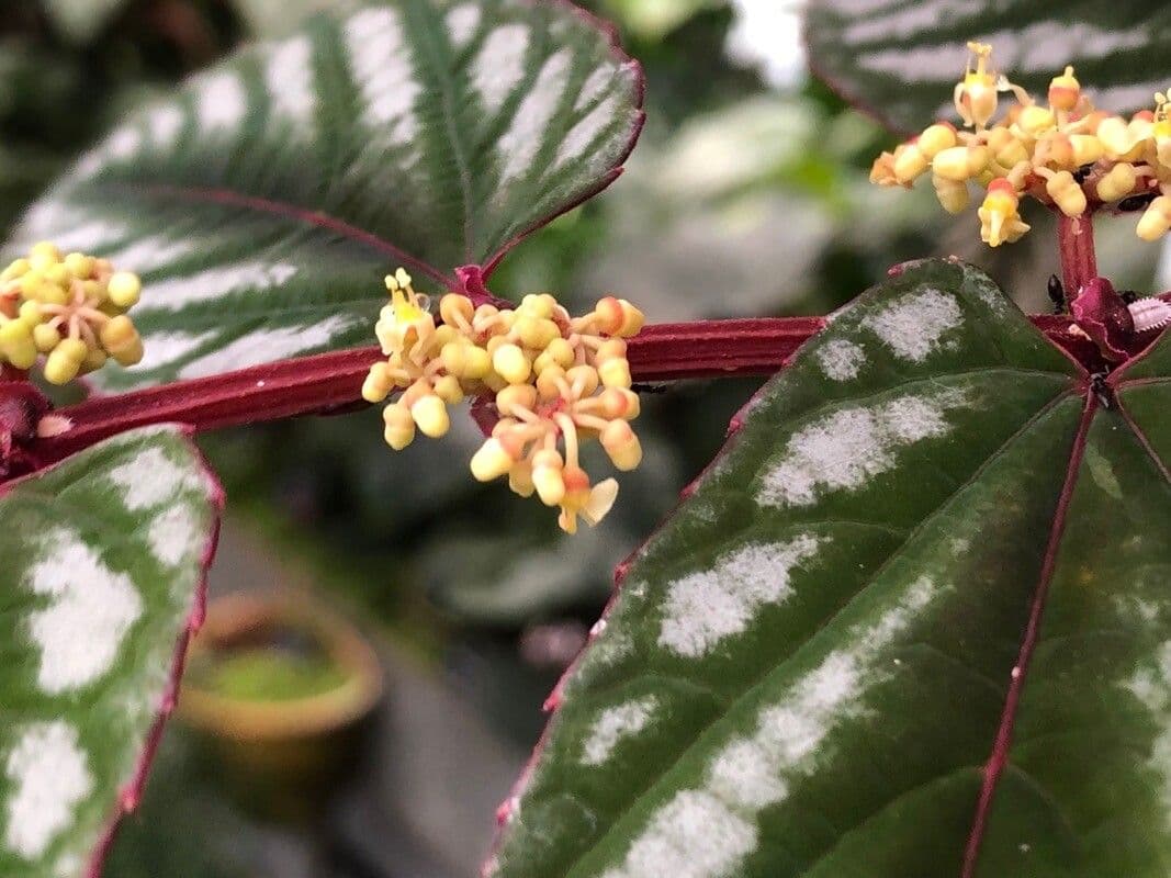 Cissus discolor