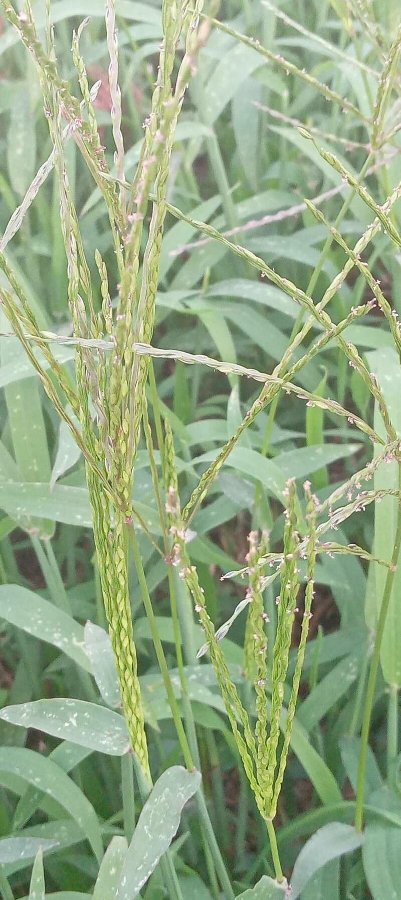 Digitaria ciliaris