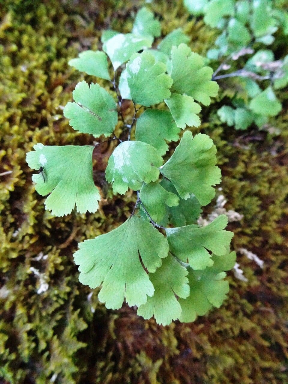 Adiantum capillus-veneris