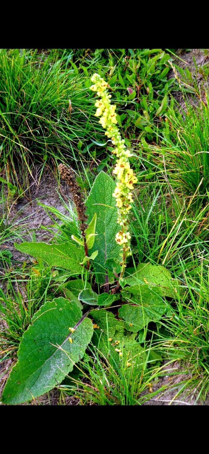 Verbascum nigrum