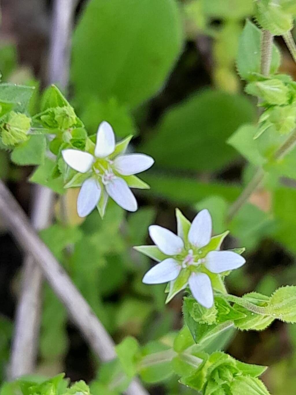 Arenaria serpyllifolia