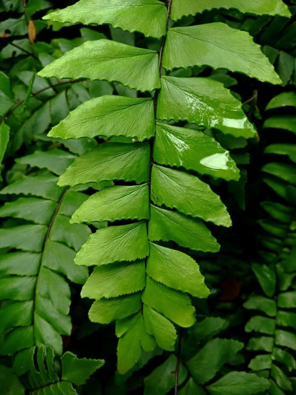 Adiantum latifolium