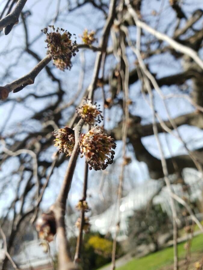 Ulmus glabra