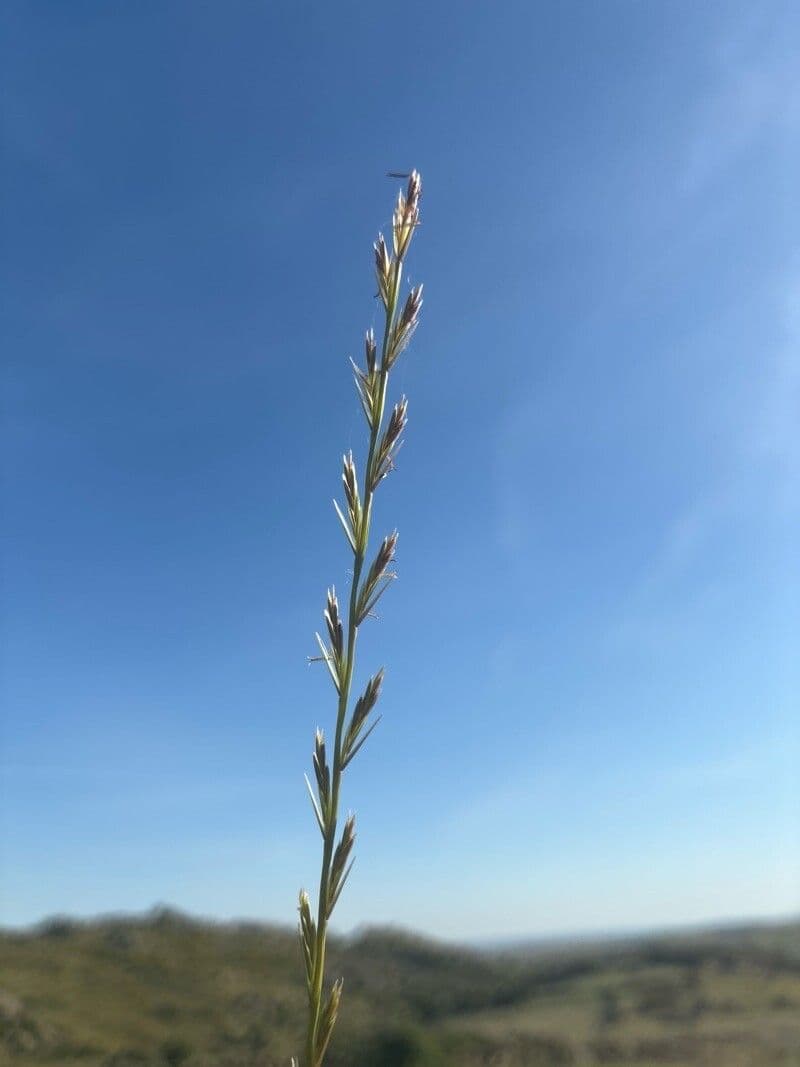 Lolium rigidum