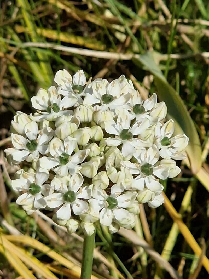 Allium nigrum