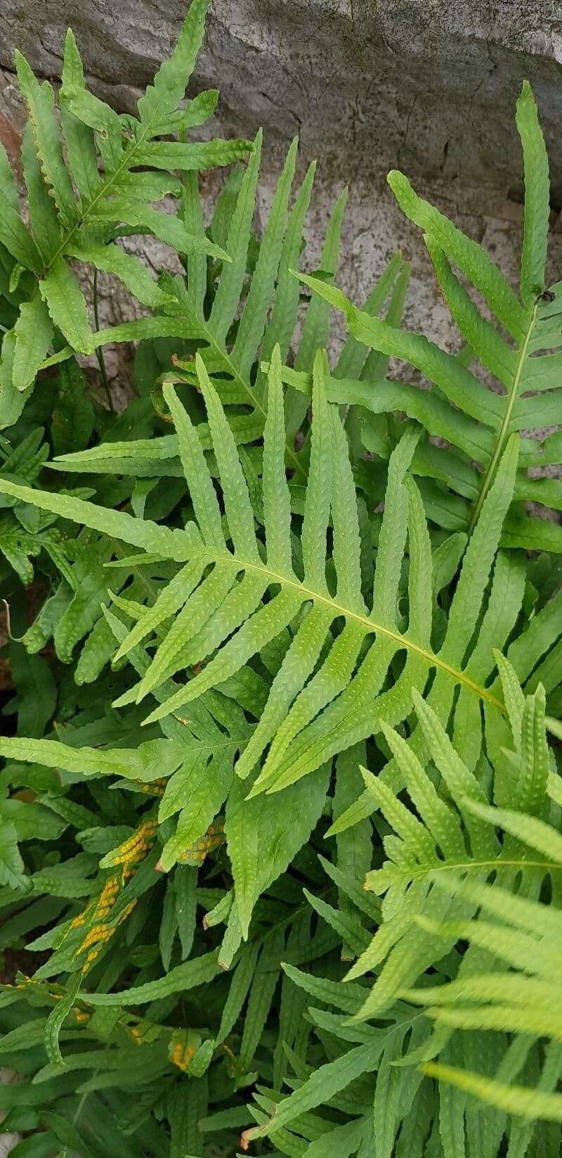 Polypodium cambricum