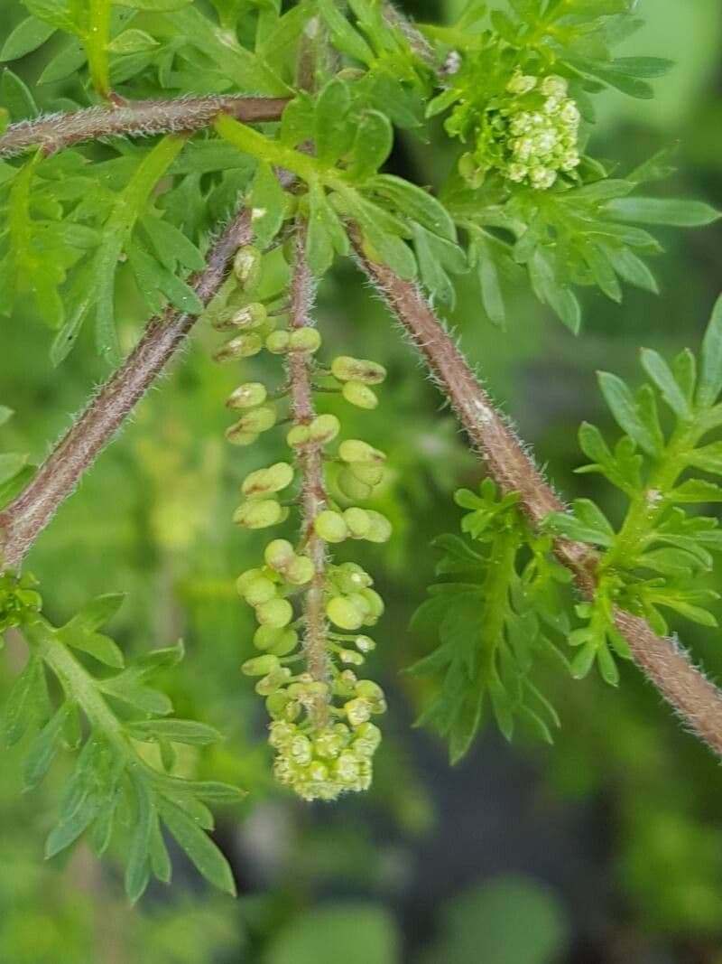 Lepidium didymum