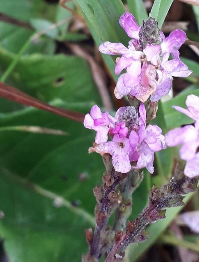 Verbena hastata