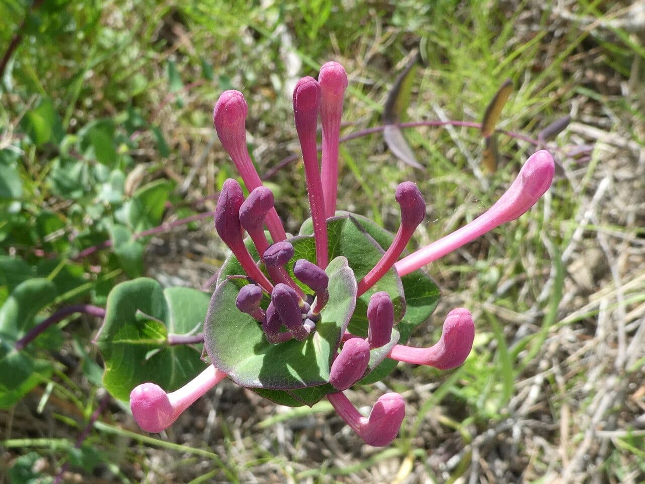 Lonicera implexa