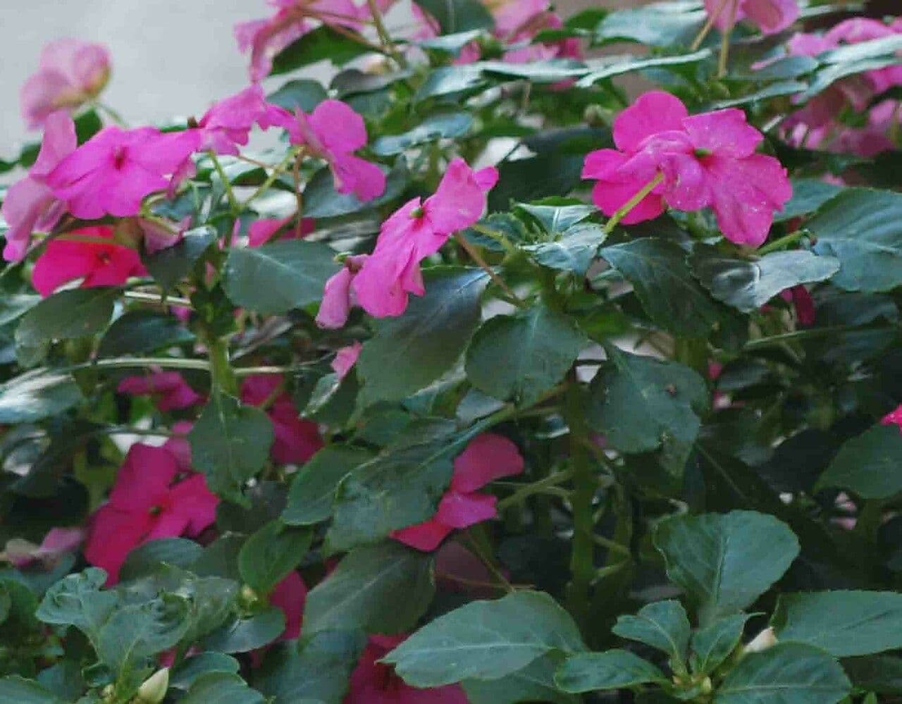 Impatiens walleriana