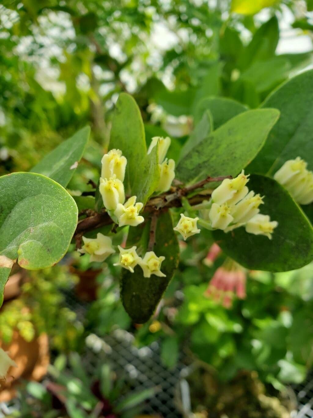 Jatropha curcas