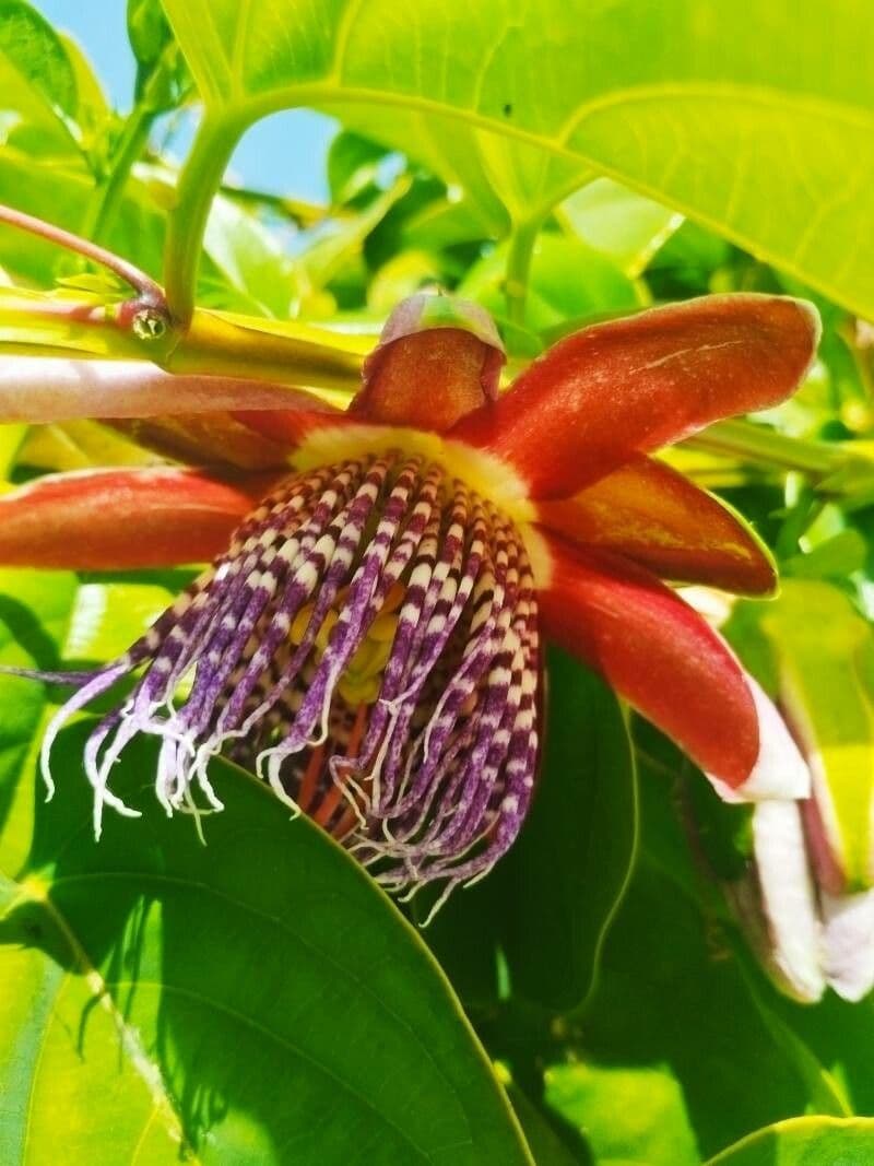 Passiflora quadrangularis