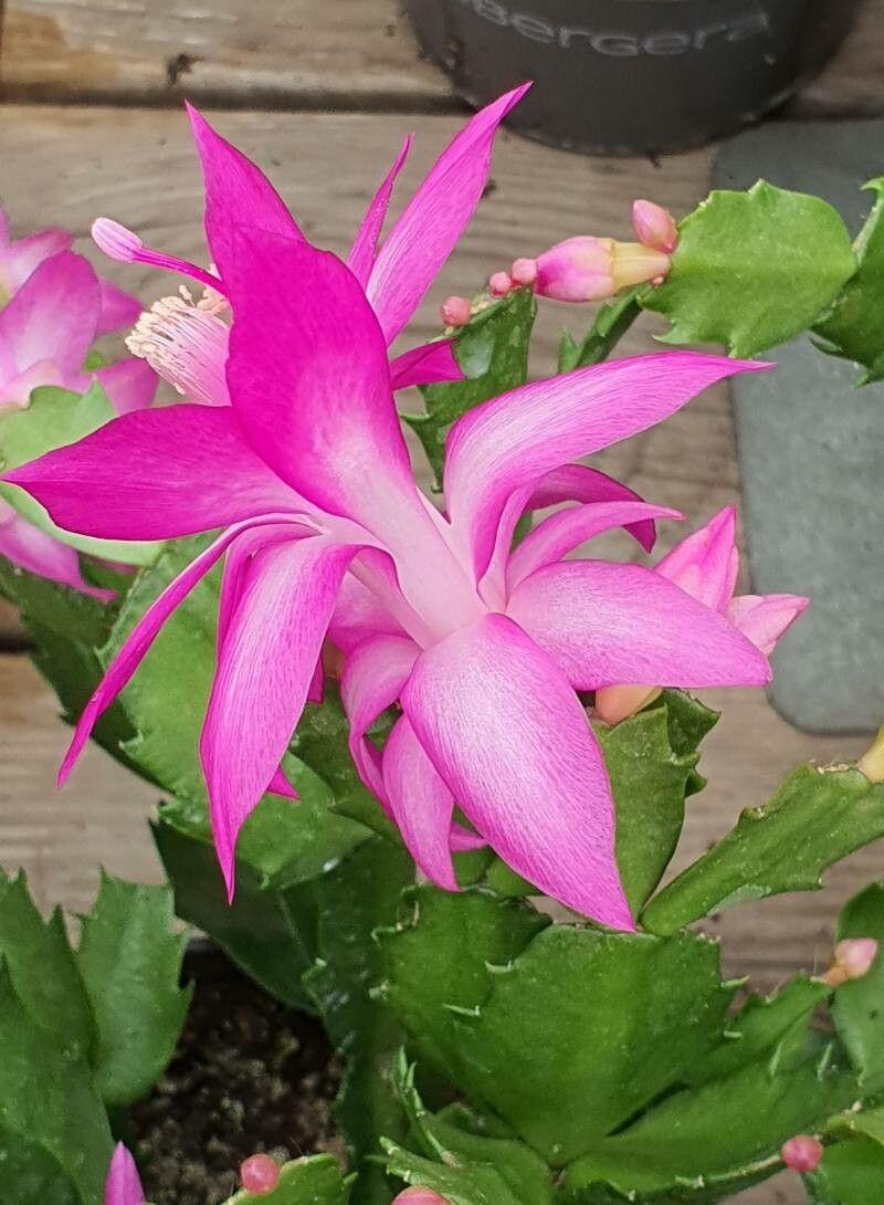 Schlumbergera truncata