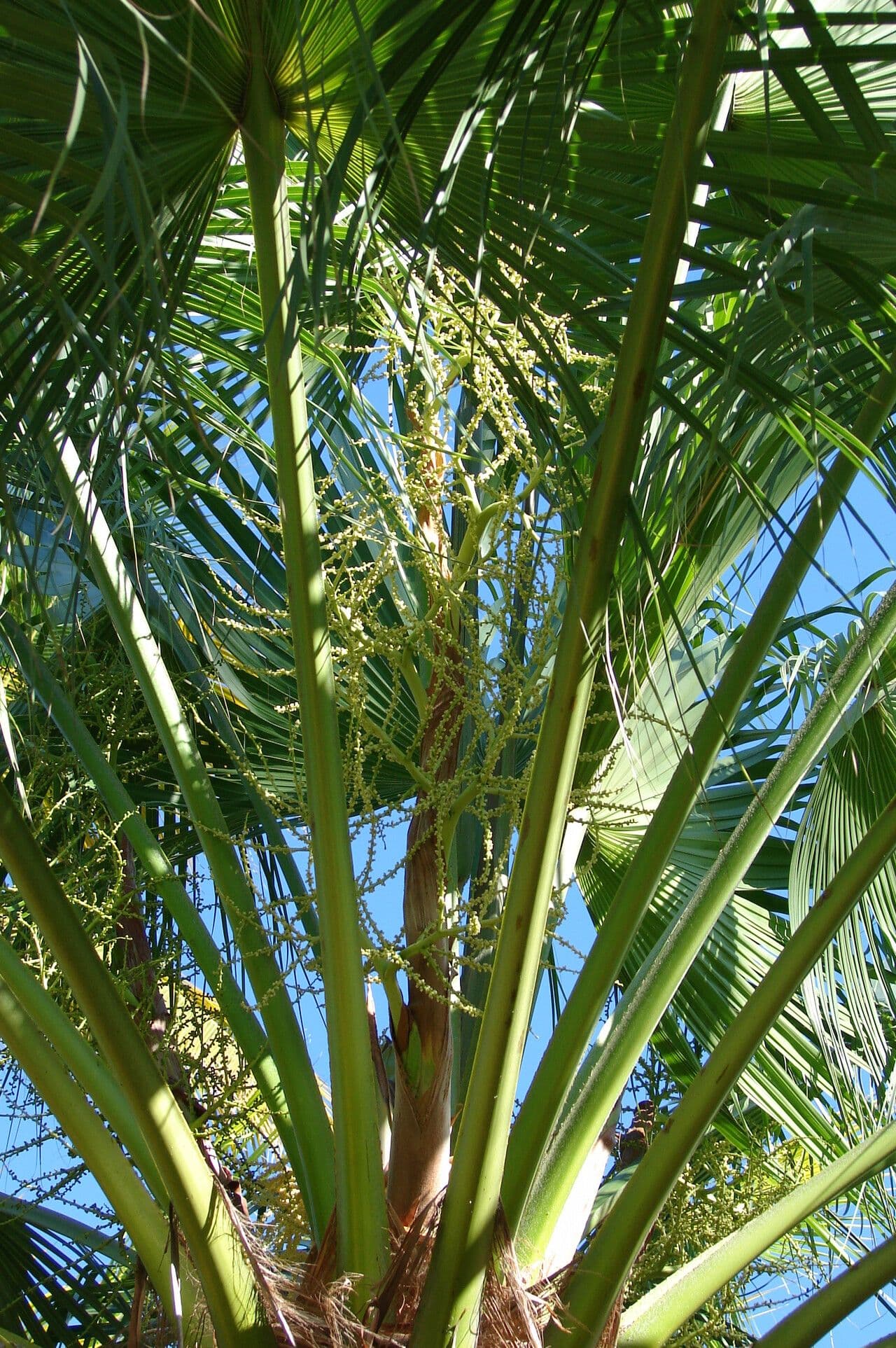 Livistona chinensis