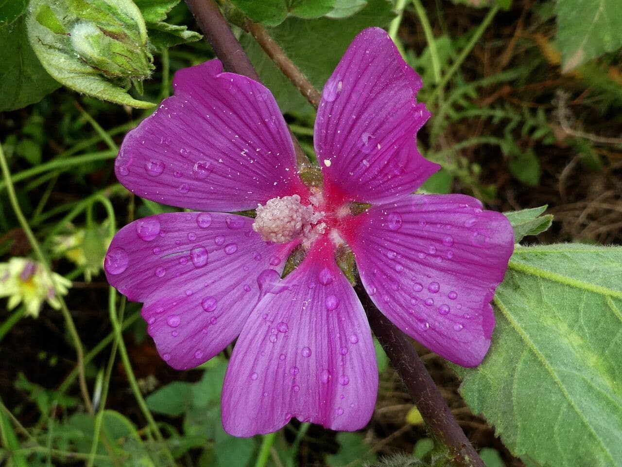 Malva olbia