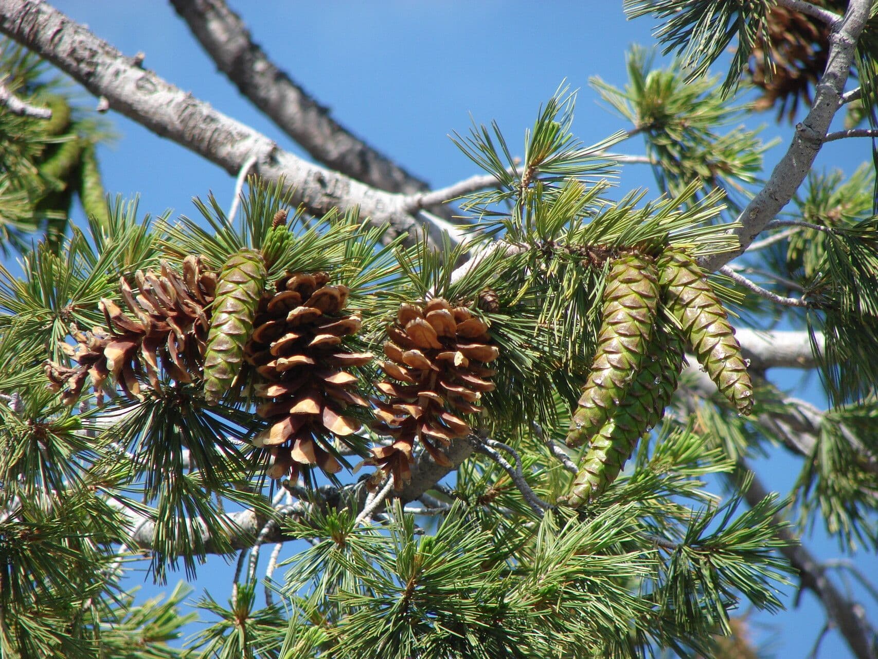 Pinus lambertiana