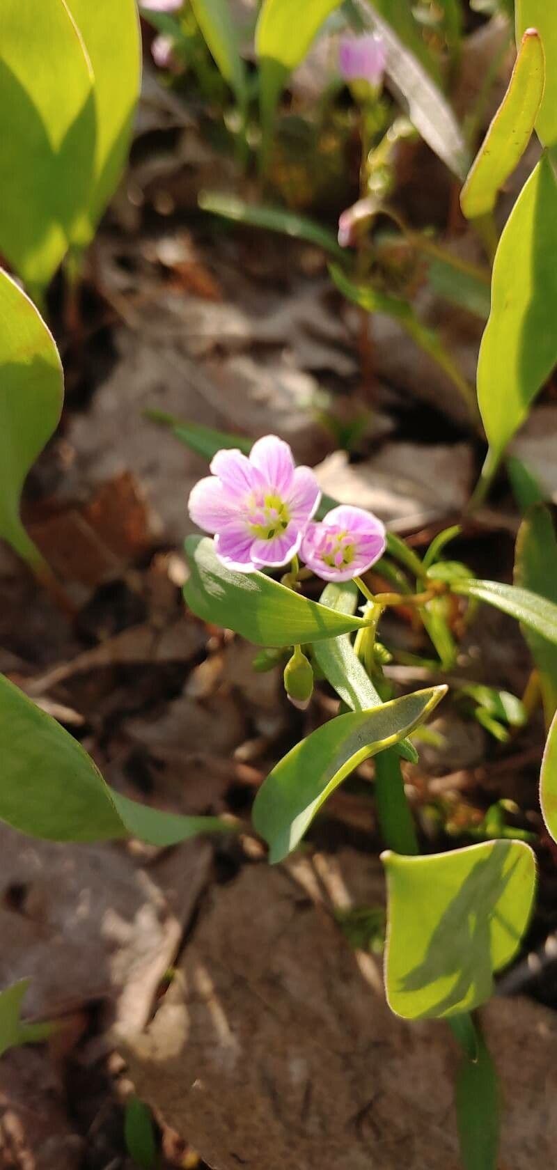 Claytonia caroliniana